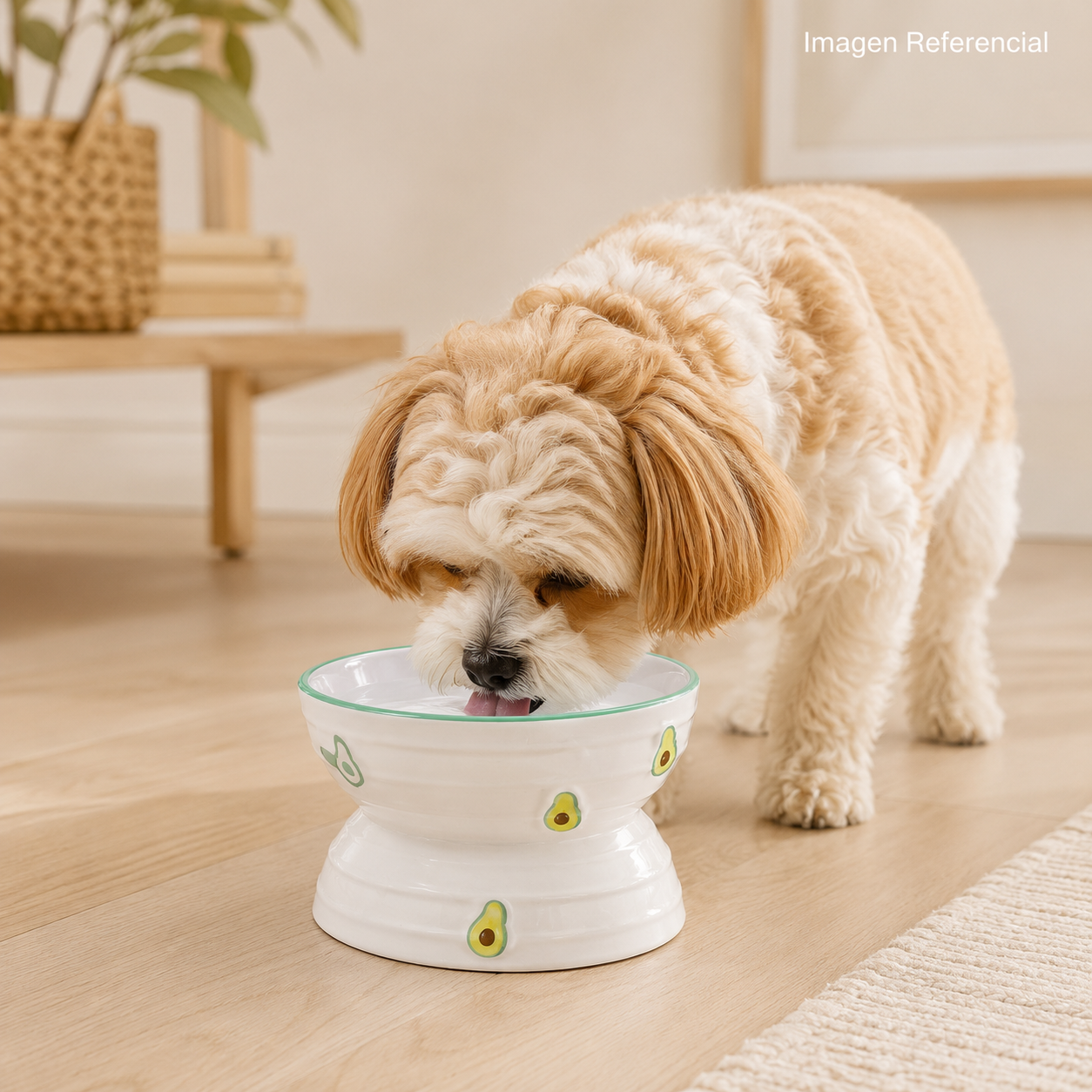 FrutiBowl- Comedero para perros y gatos